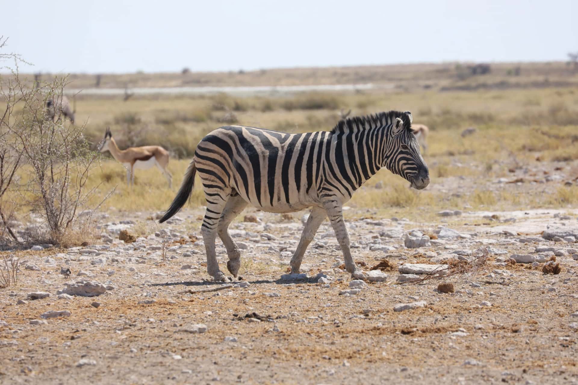Guided Game Drive Halali