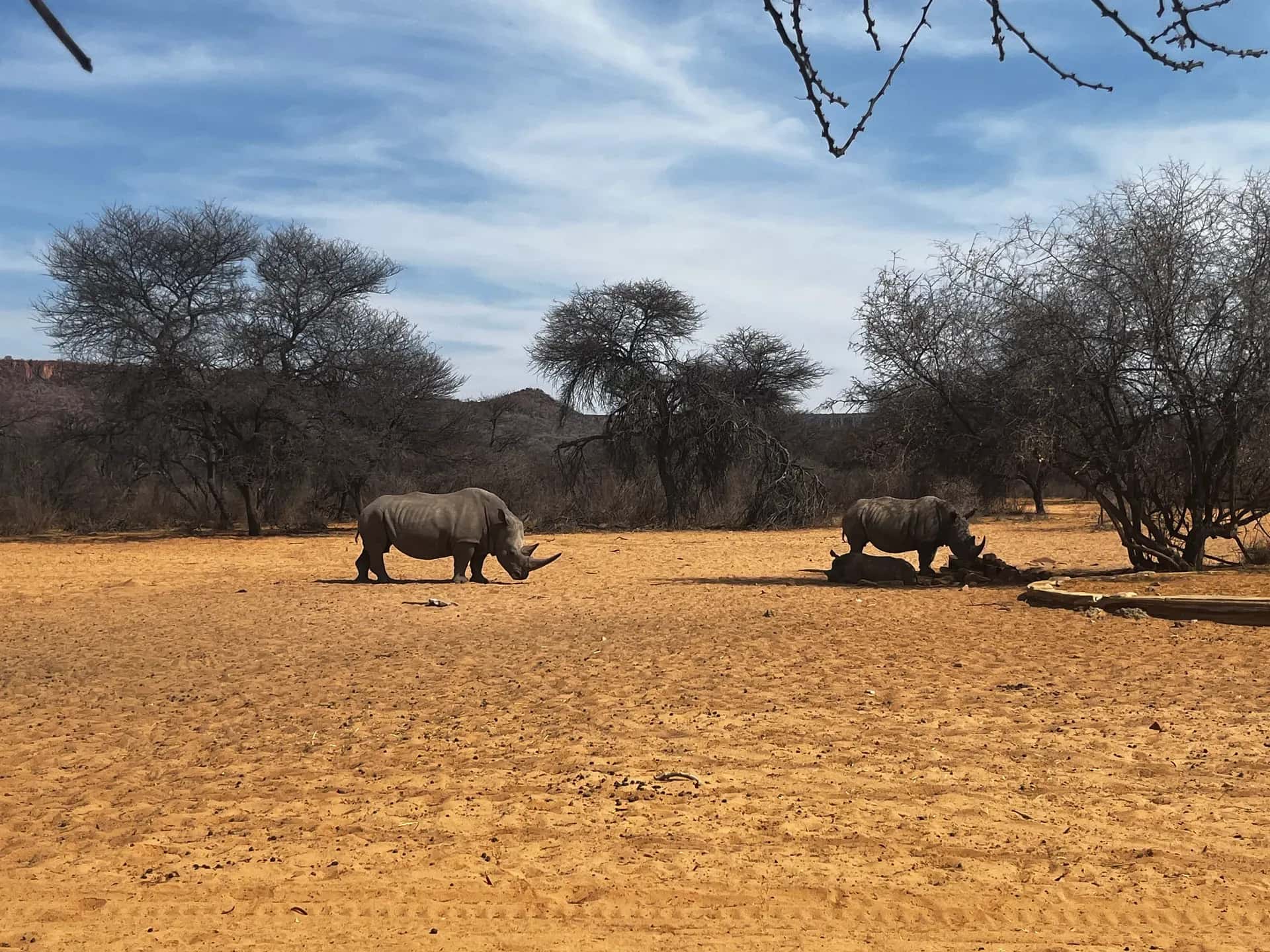 Bilder von Nashörnern ohne den Toyota Fortuner von Africa on Wheels