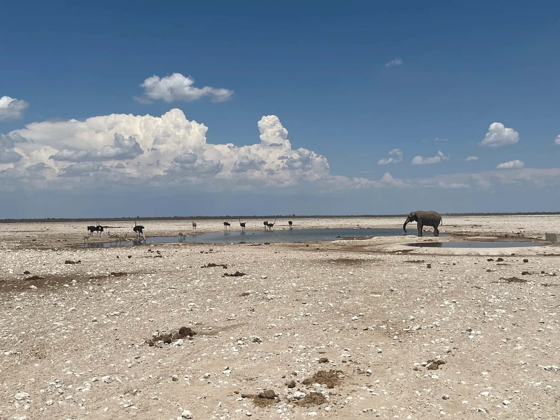 Elefant und Strauße in Namibia ohne den Toyota Landcruiser 76 von Africa on Wheels