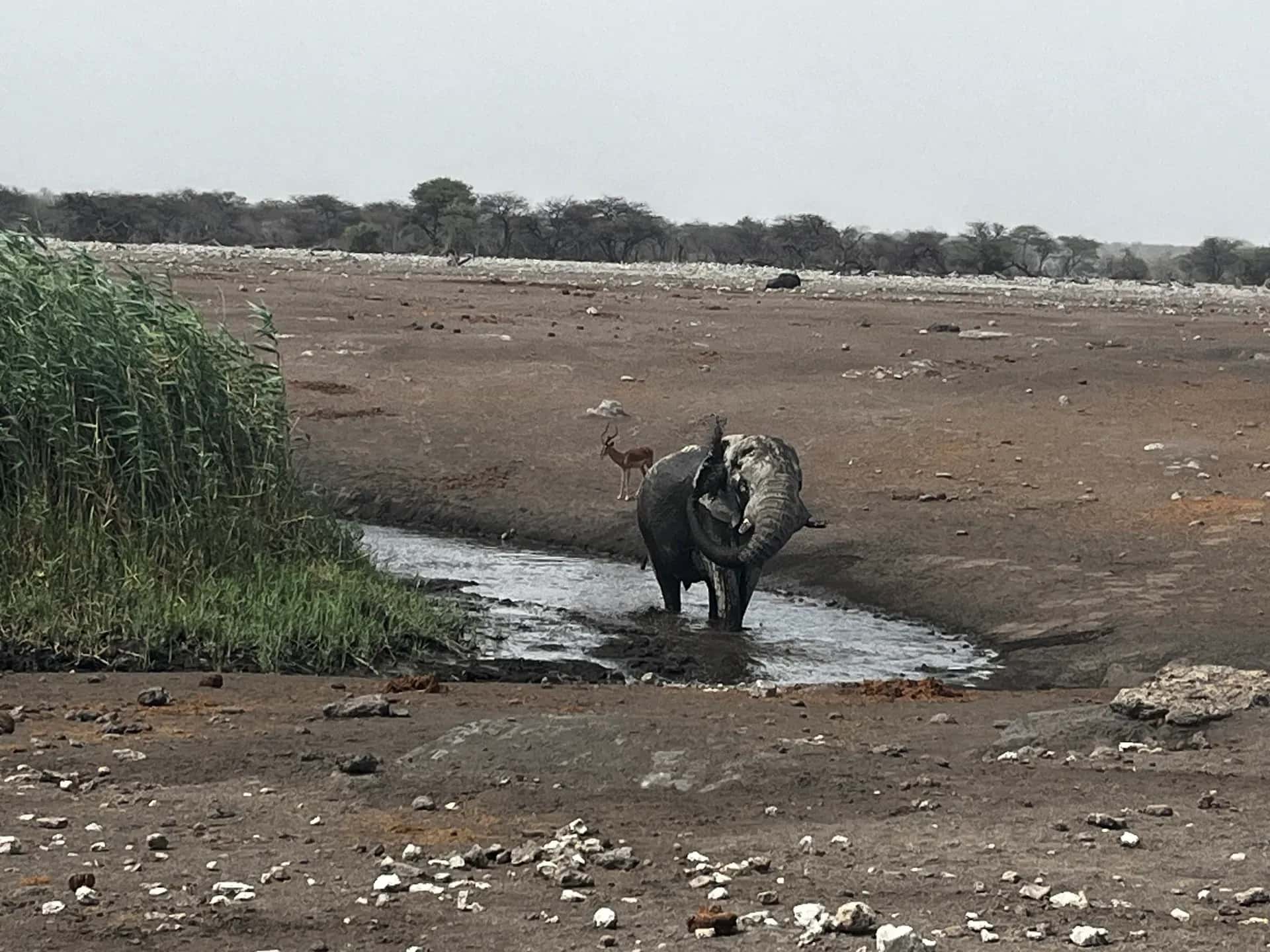 Elefant im Etosha National Park in Namibia ohne den Toyota Landcruiser 79 von Africa on Wheels