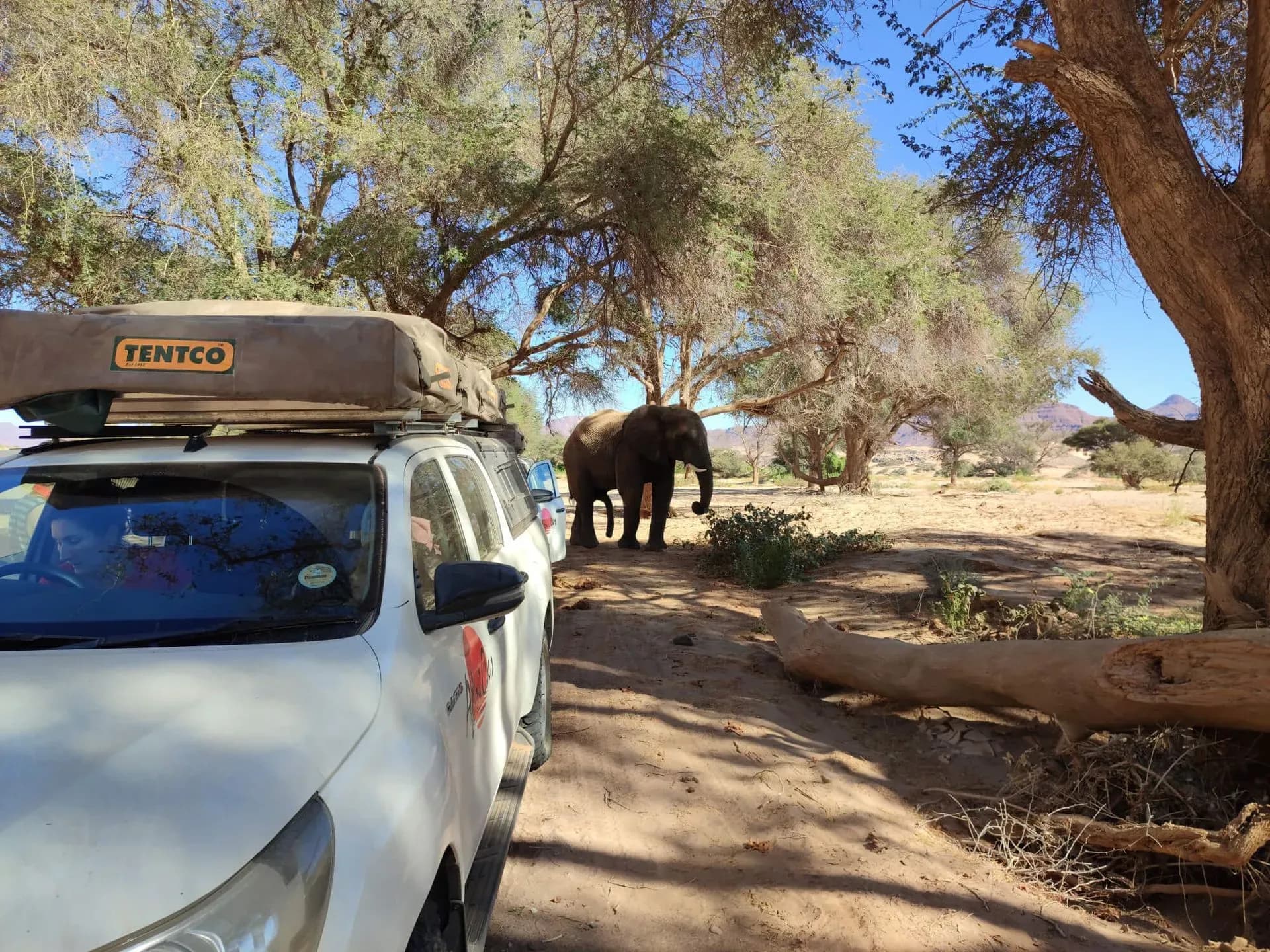 Der Budget Toyota Hilux 2 Pax von AfriCar Car Hire neben einem Elefanten geparkt in Namibia