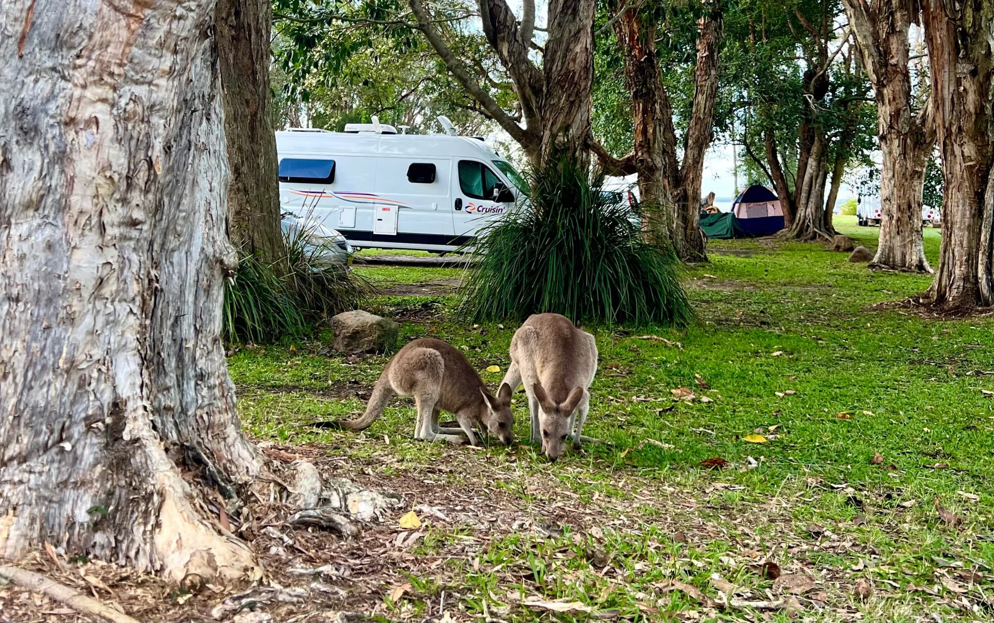 Cruisin Sandpiper mit zwei Kängurus im Vordergrund am Noosa Everglades Campground