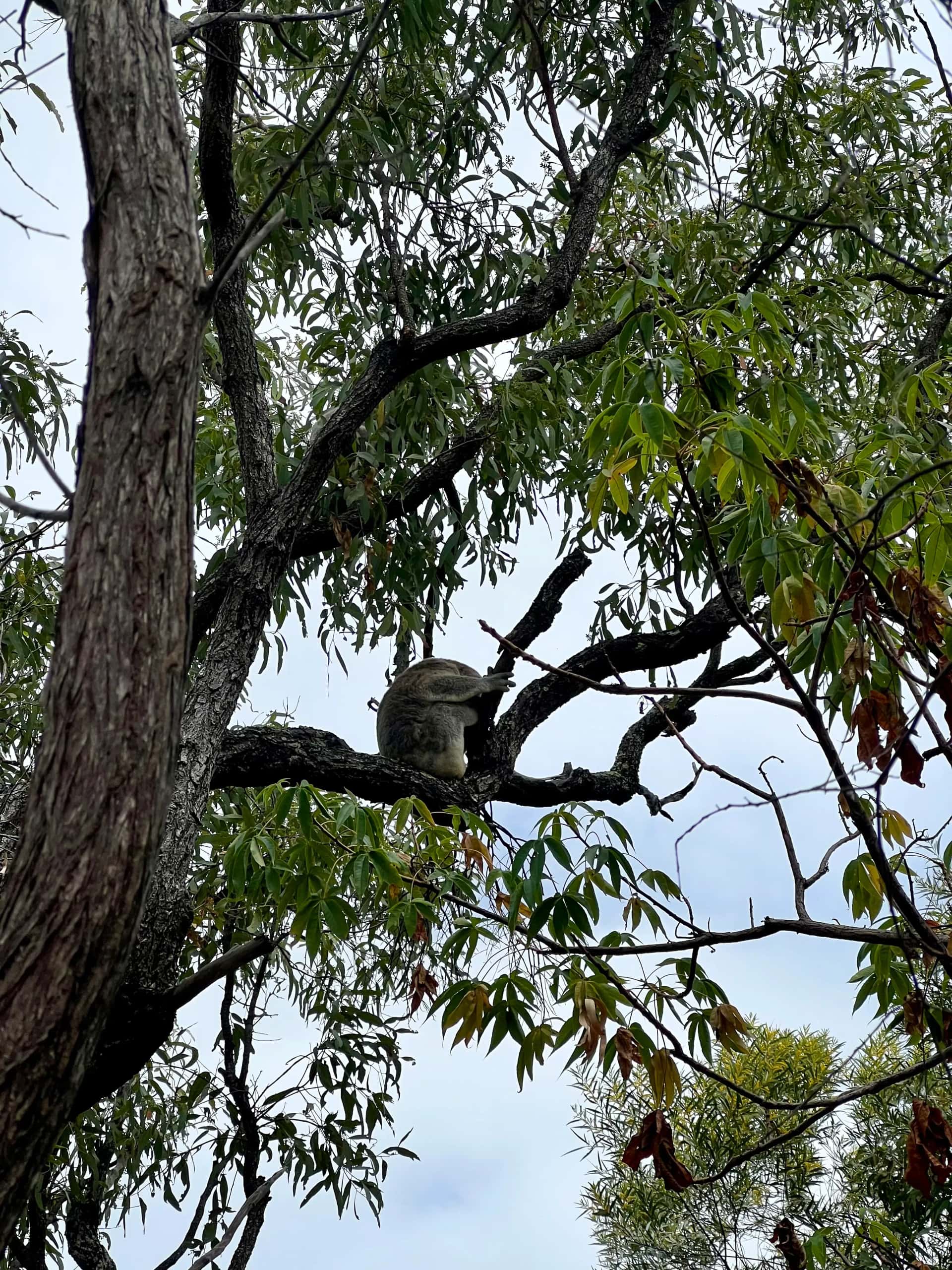 Koala im Baum auf Magnetic Island
