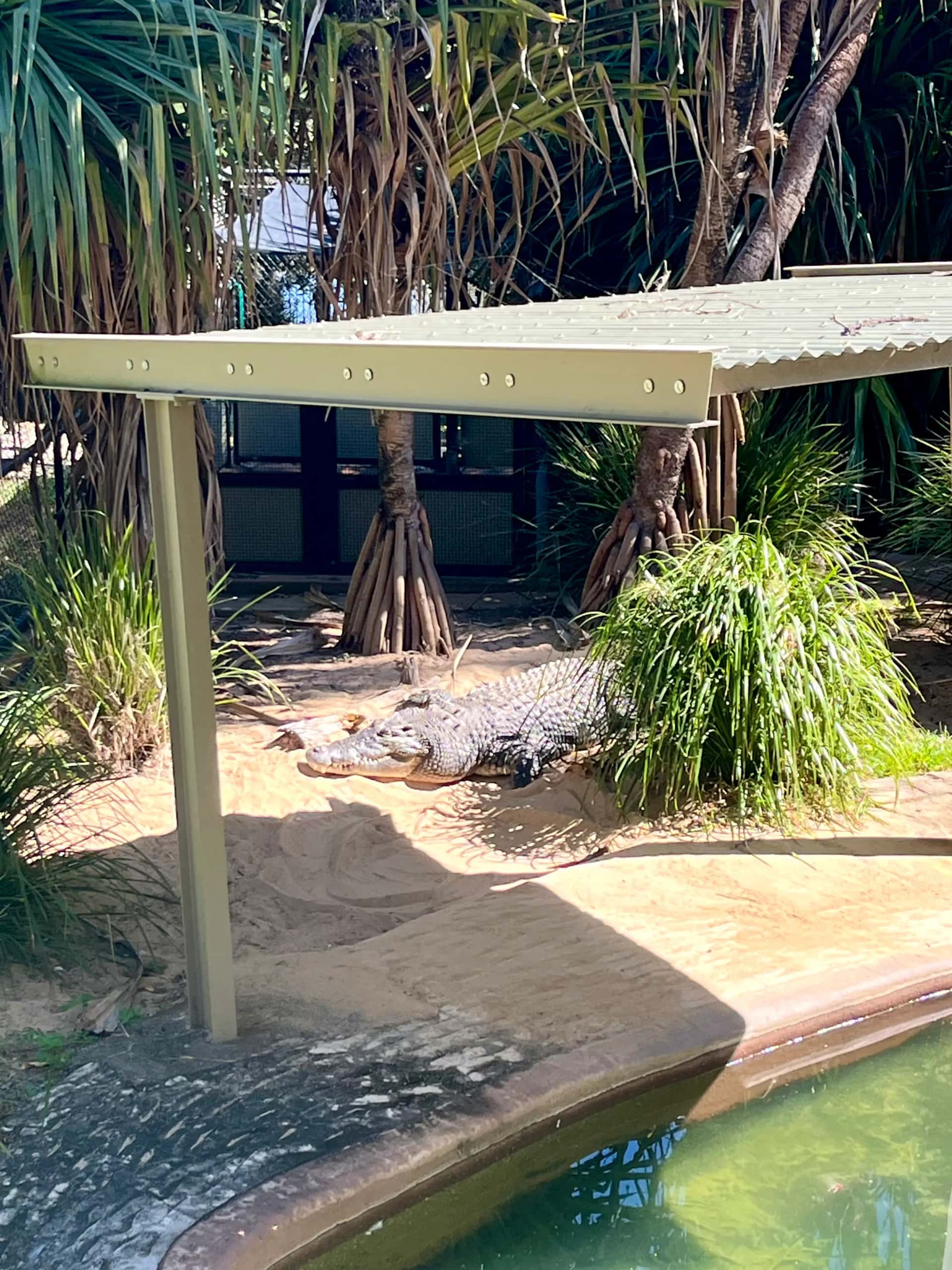 Krokodil im Zoo in Rockhampton