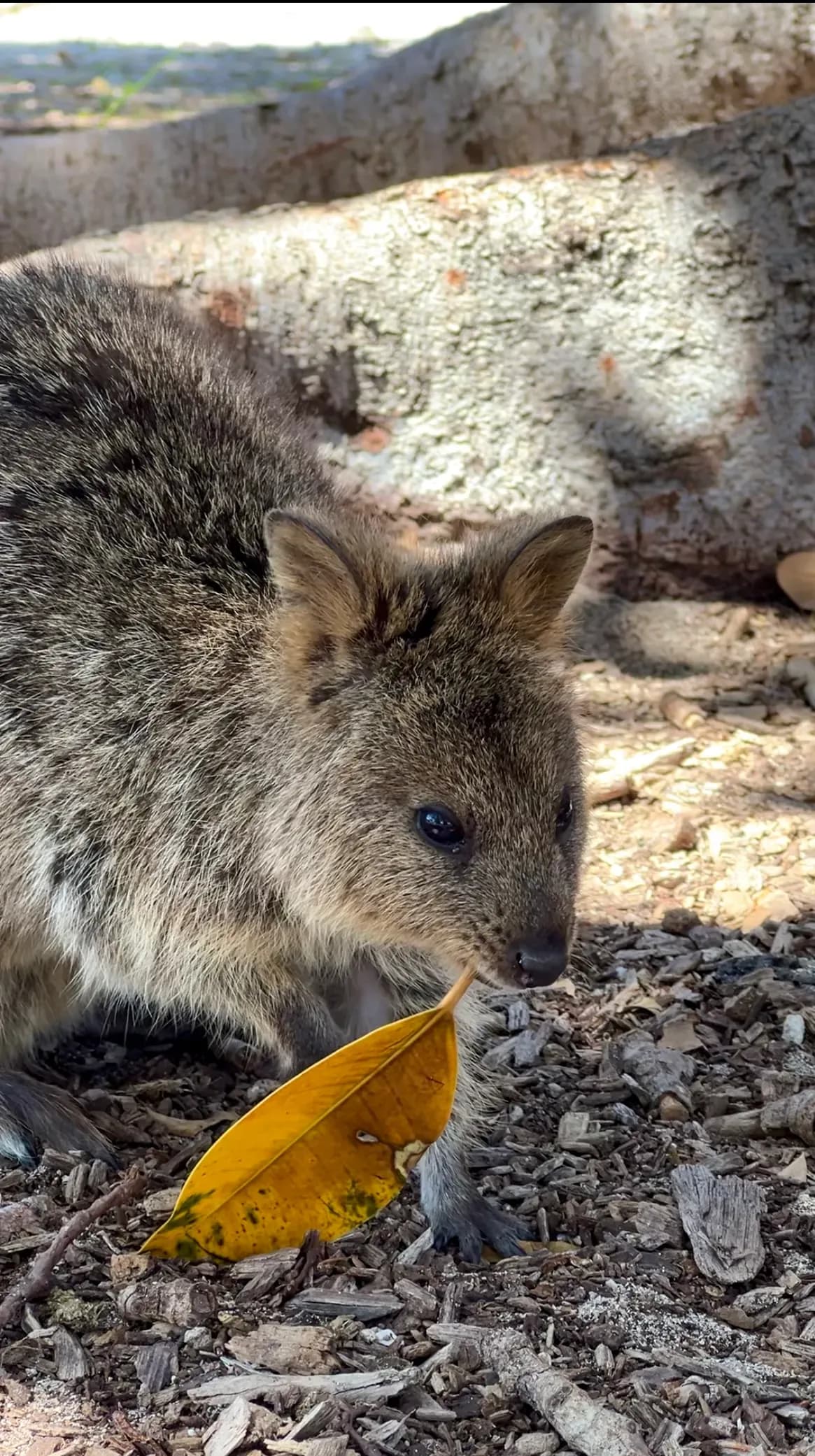 Quokka auf Rottnest Island