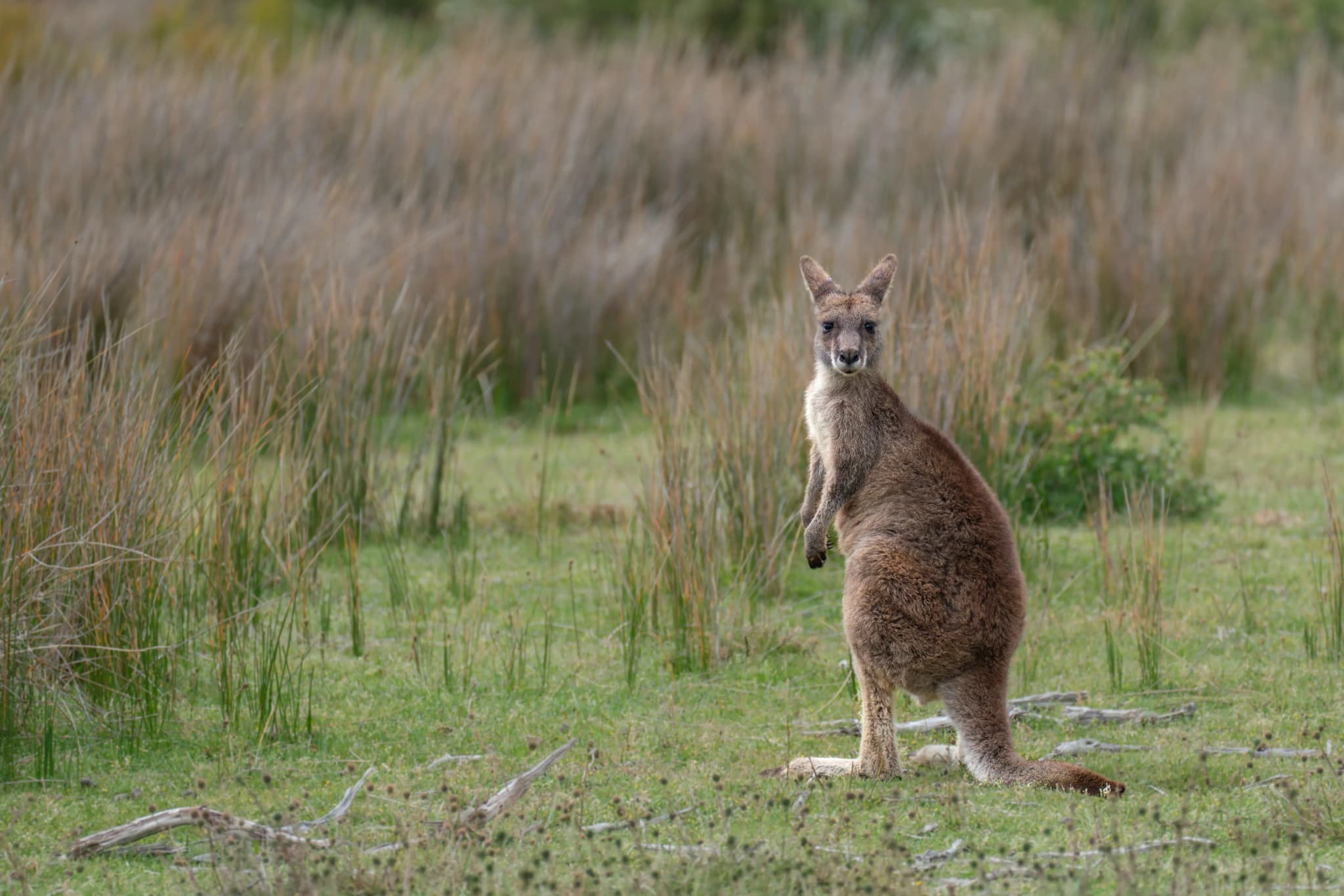 Australien