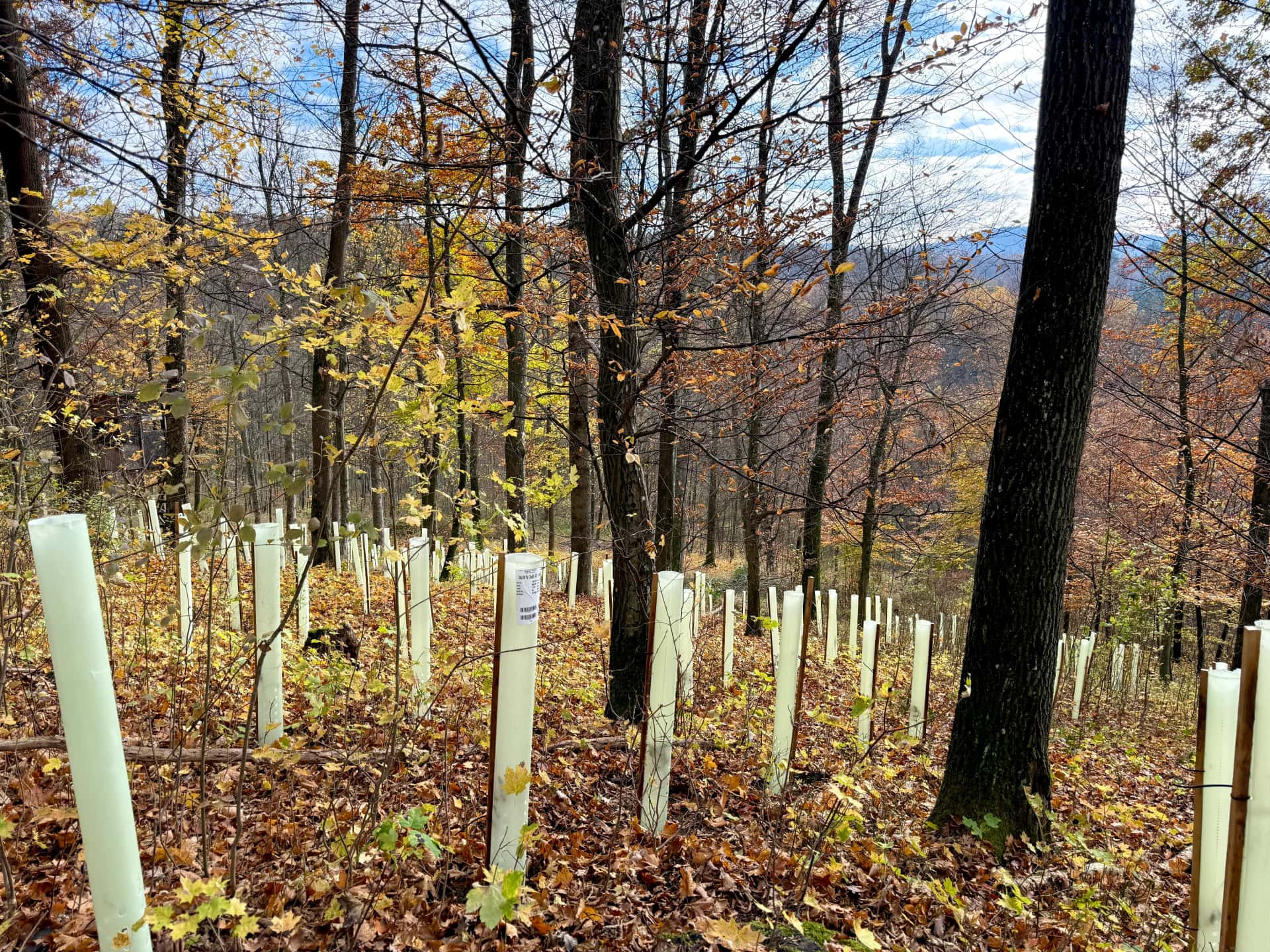 neu gepflanzte Bäume im Wald