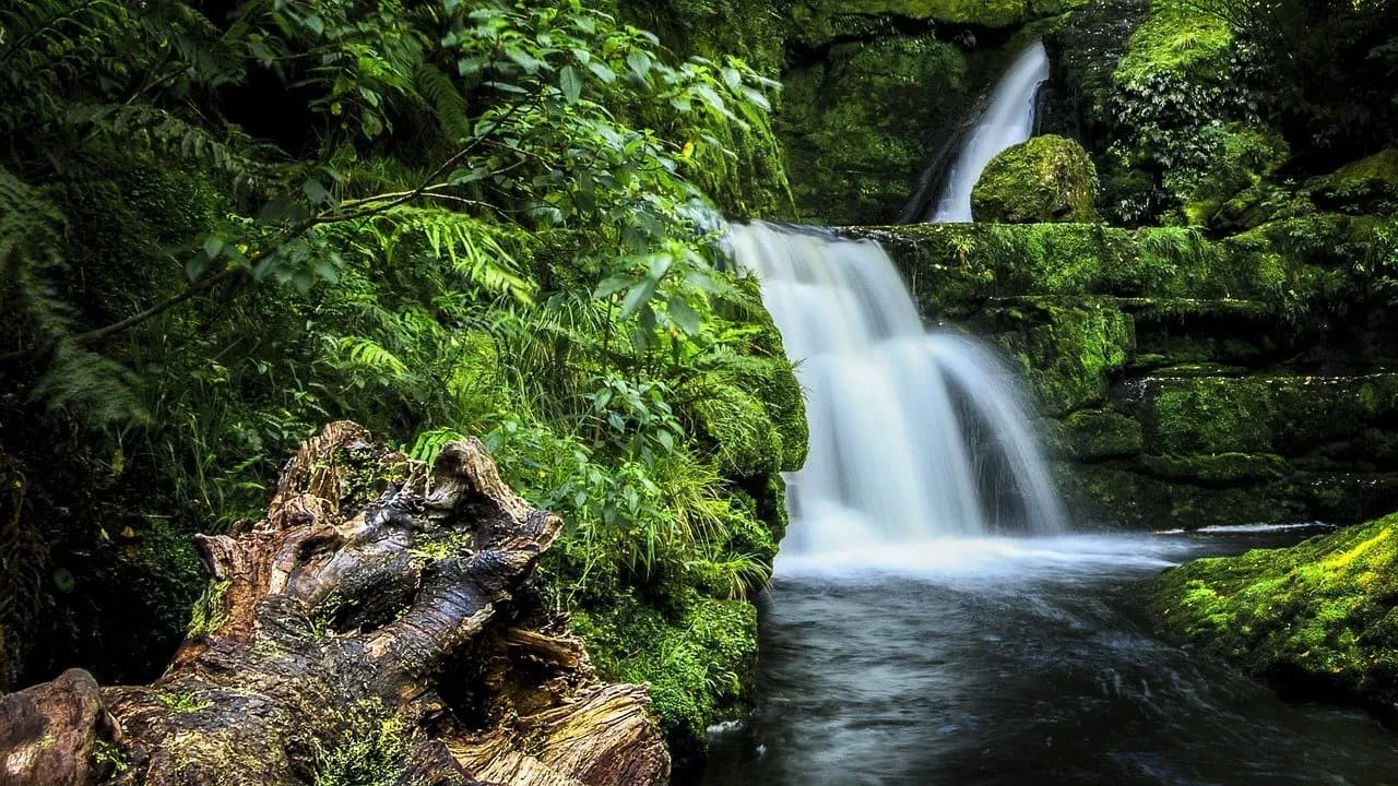 Purakaunui Falls, Catlins, Wasserfall, Moos, Neuseeland