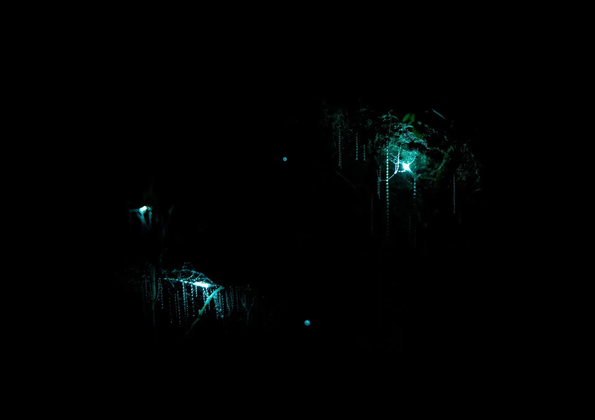 Waitomo Caves, Glühwürmchen Neuseeland, Neuseeland Höhlen