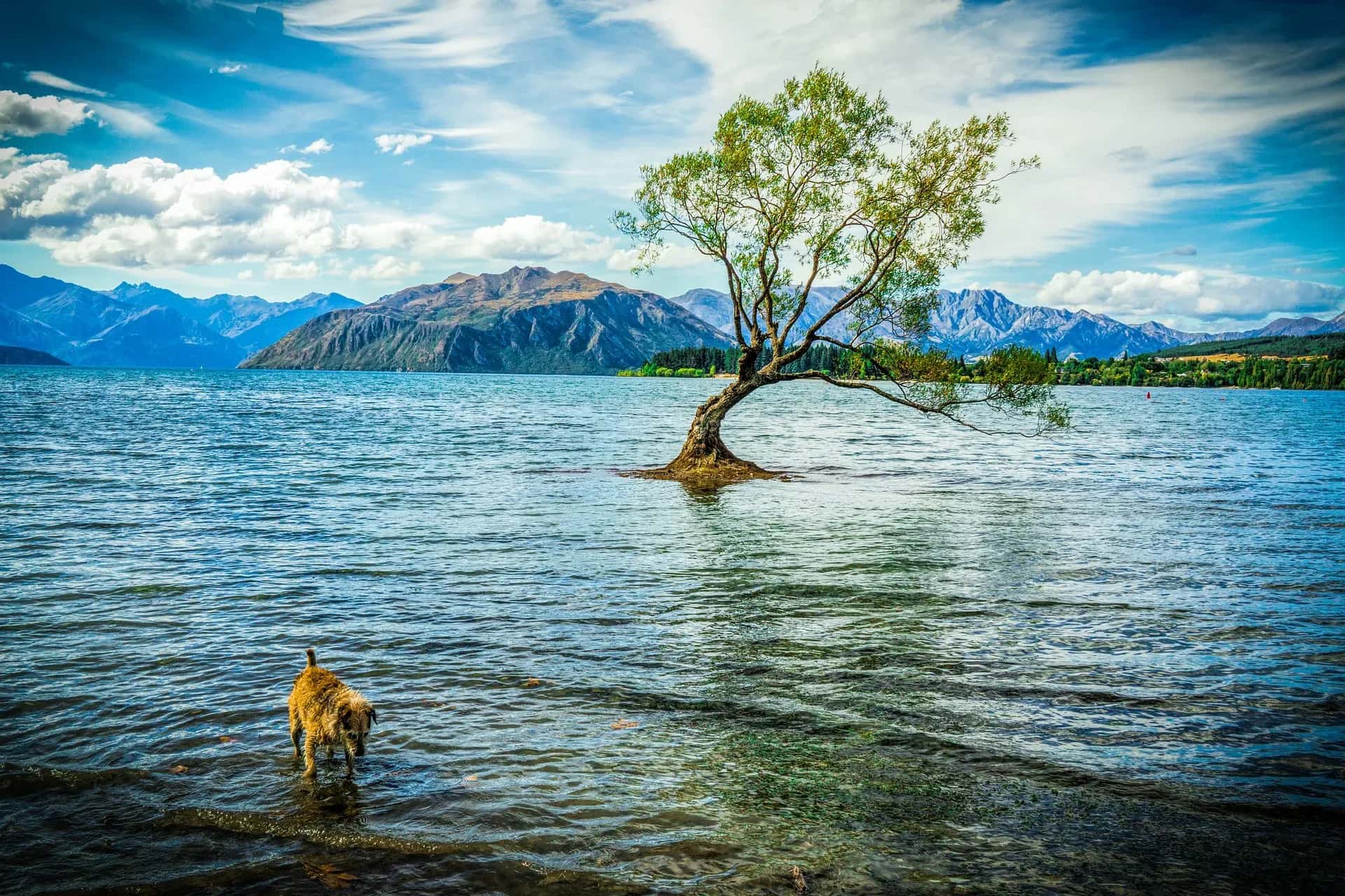 Wanaka Tree, Lake Wanaka, Neuseeland Route, Neuseeland Camper