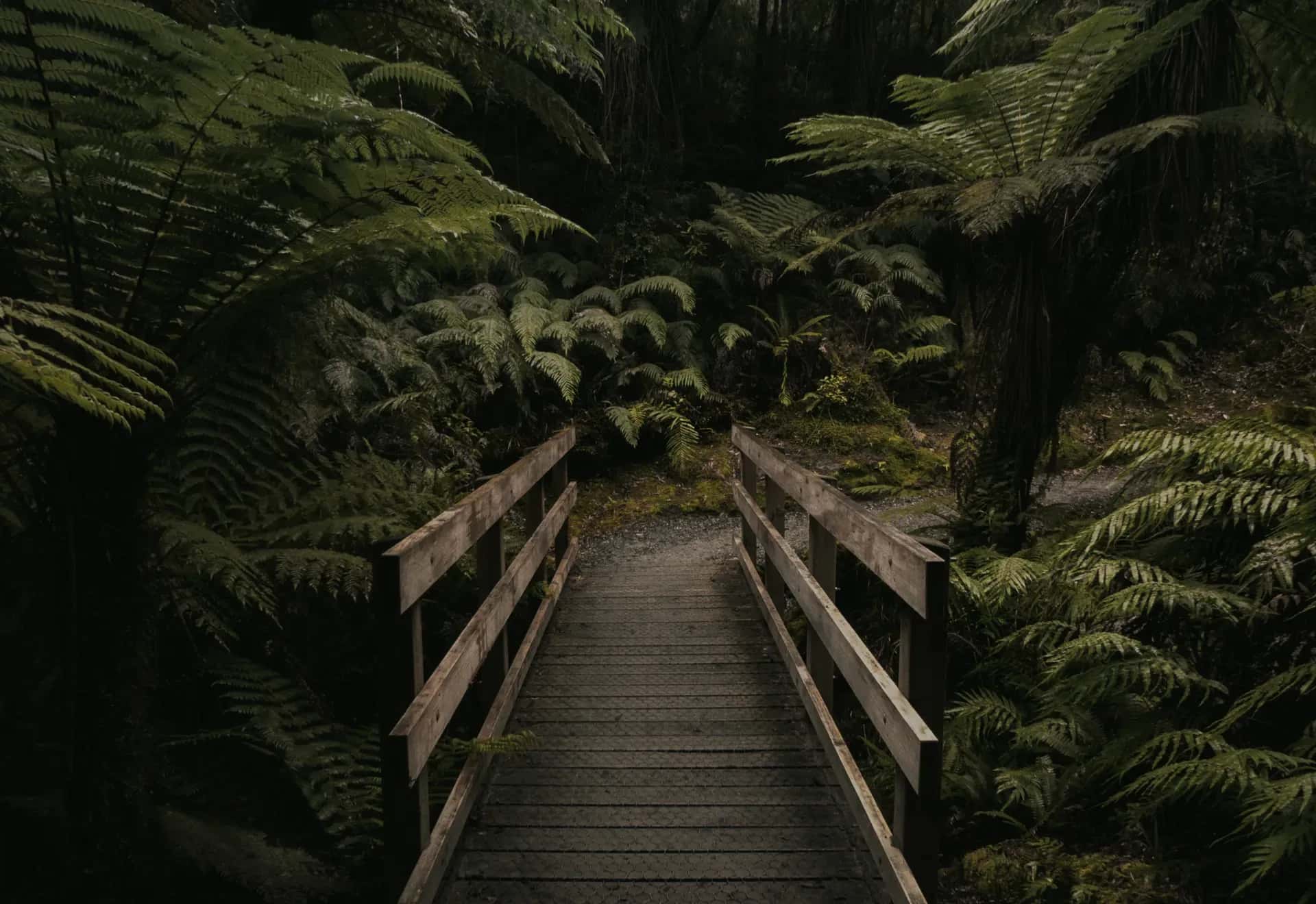 Hokitika Gorge, Westcoast, Westküste, Neuseeland, Regenwald, Farne