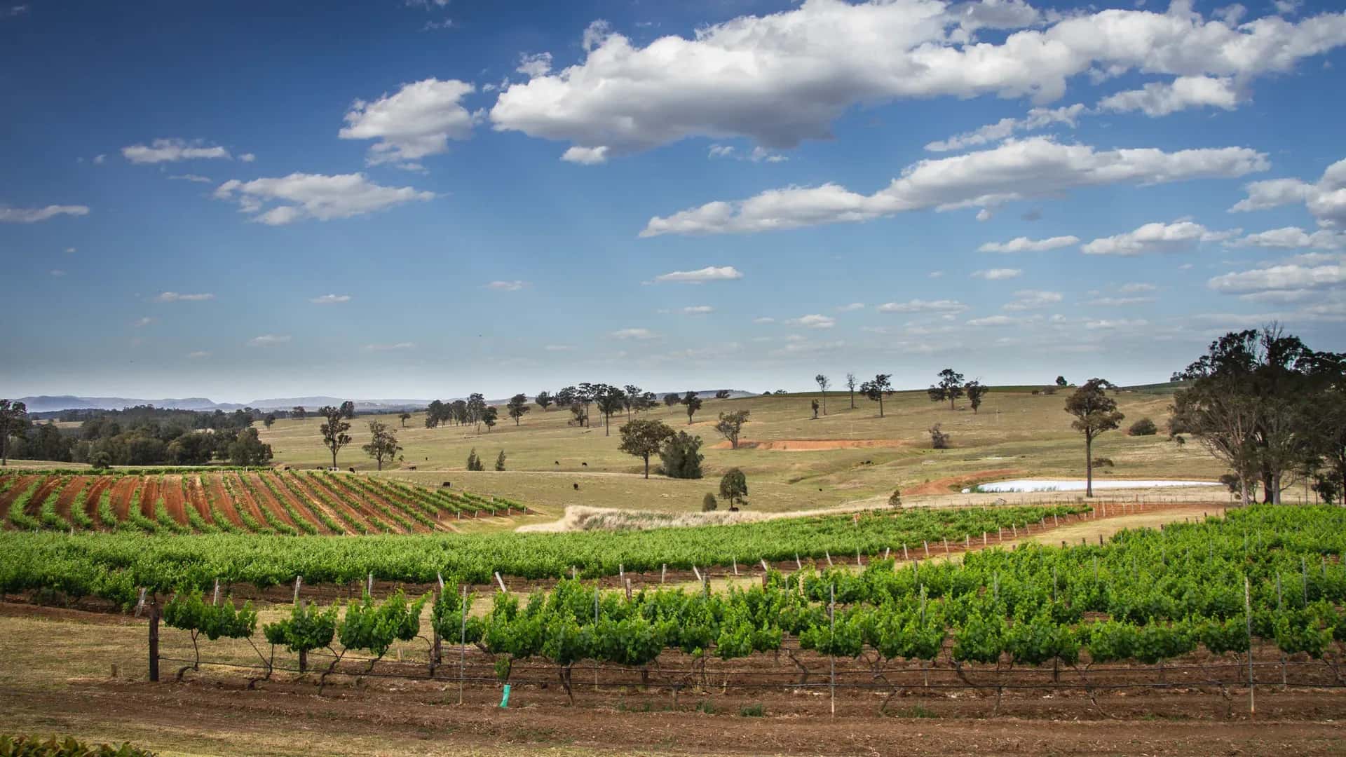 Die bekannteste Weinregion Australiens - Hunter Valley