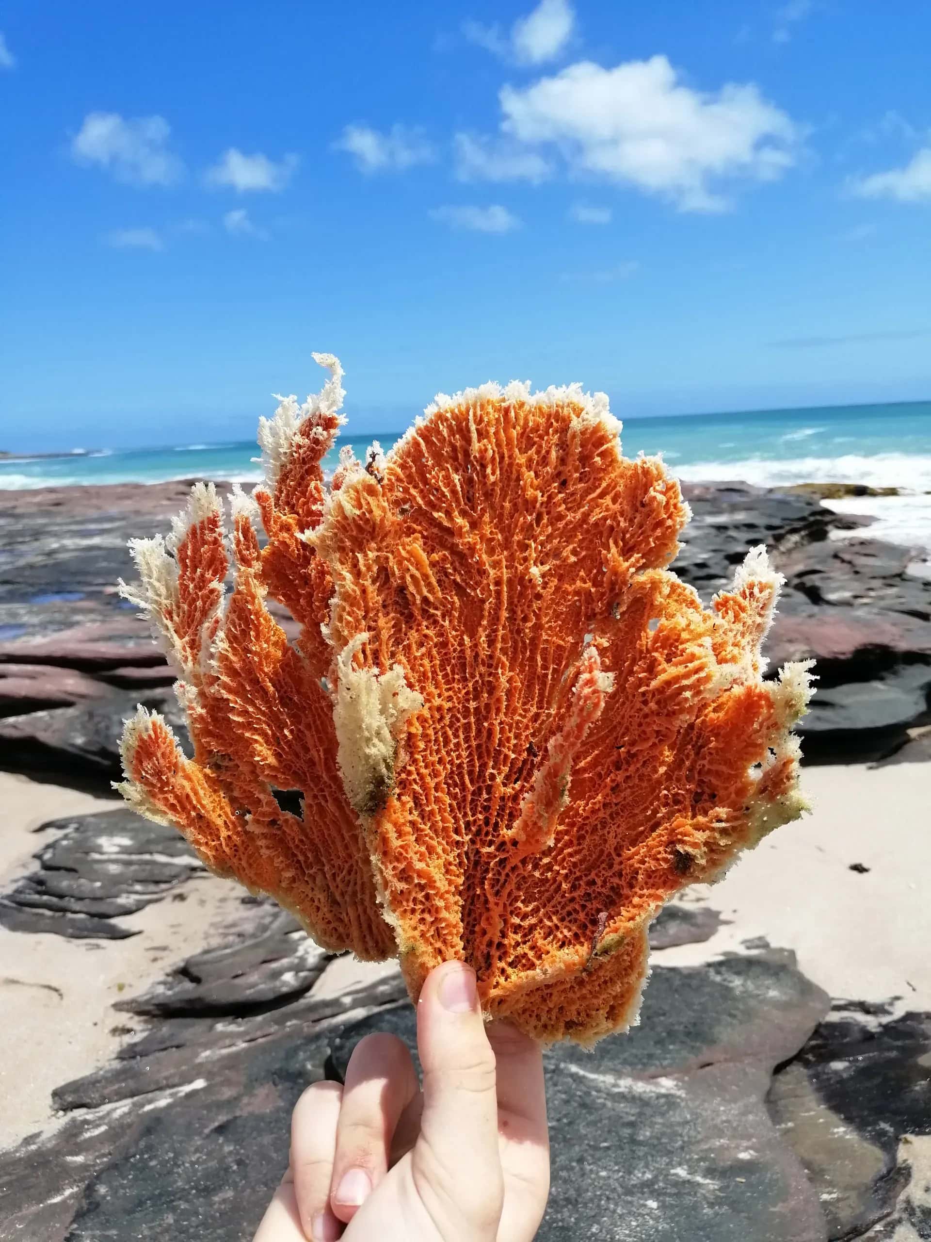 Coral Bay, Korallenriff Westküste, Schnorcheln Australien