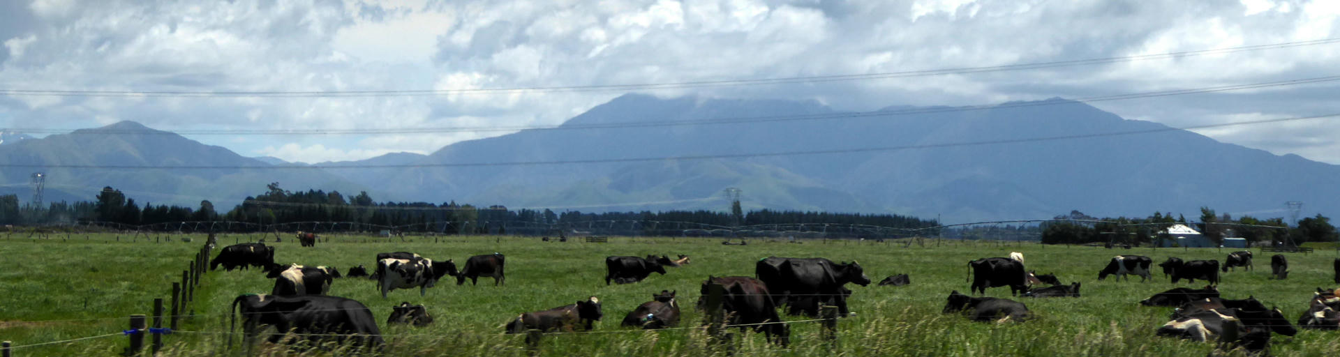 canterburry plains, neuseeland roadtrip, kühe, weide, rentner in neuseeland