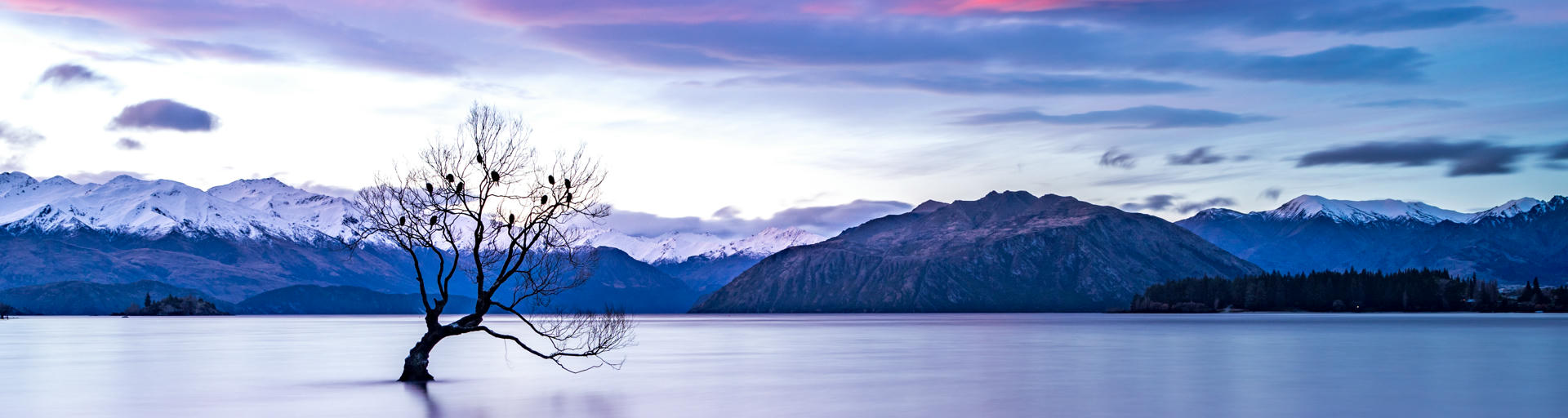 Der berühmte Baum in Wanaka in Neuseeland in Winterlandschaft
