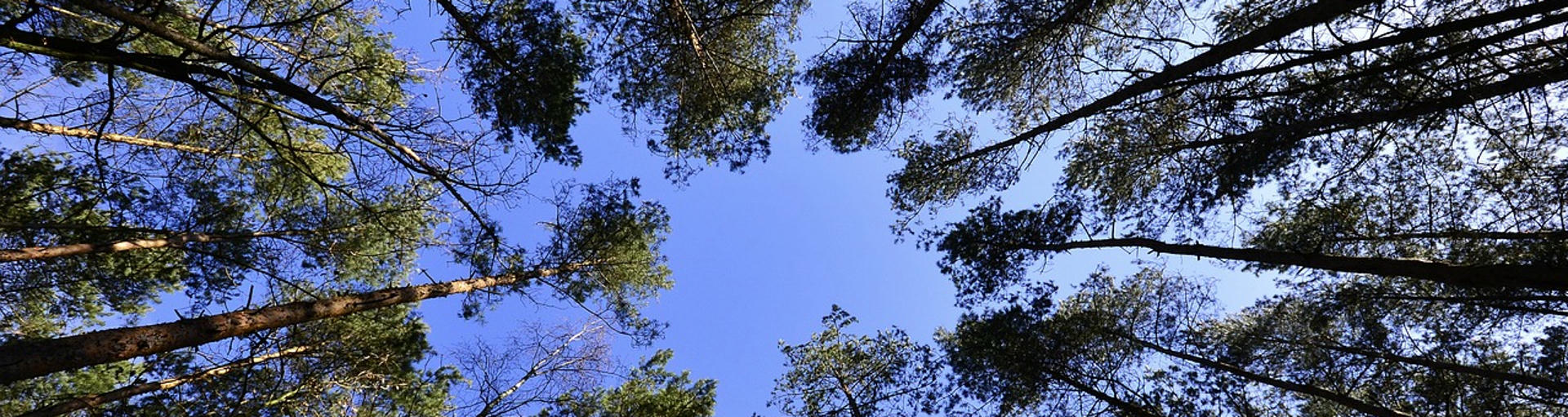 CamperOase finanziert zwei Bäume für jede Bewertung