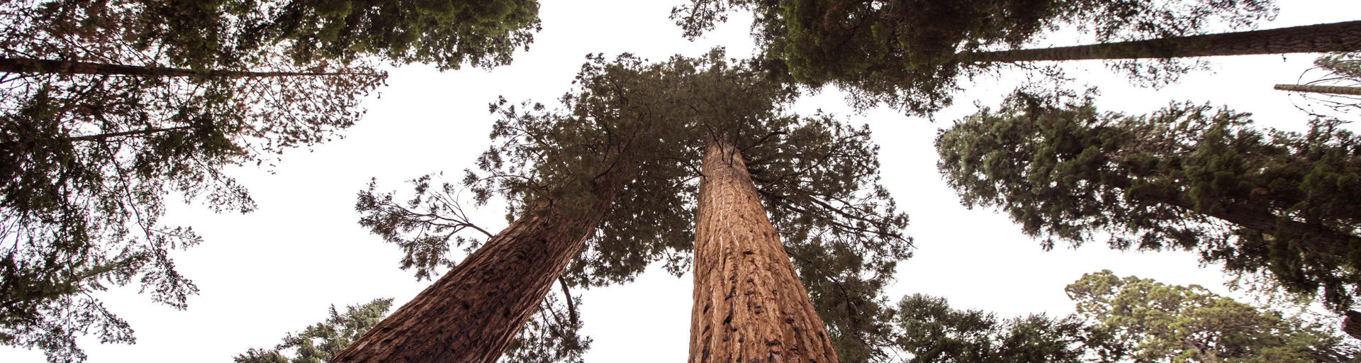 Sequoia Nationalpark