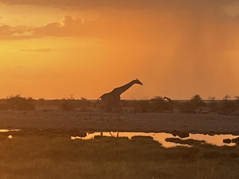 Giraffe bei Sonnenuntergang