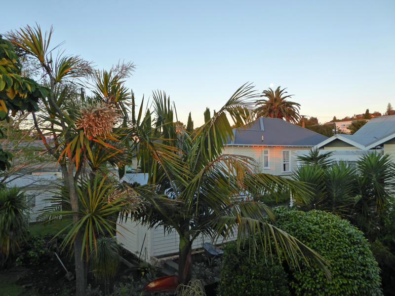 Palmen vor einem typisch neuseeländischen Haus