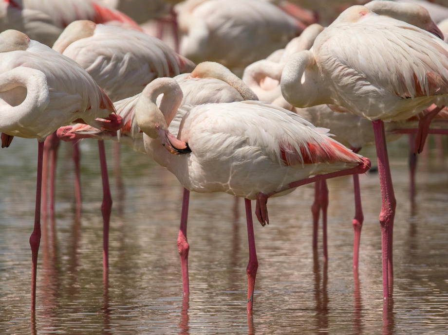 Flamingo Frankreich, Carmaque Flamingo, Tierwelt Frankreich