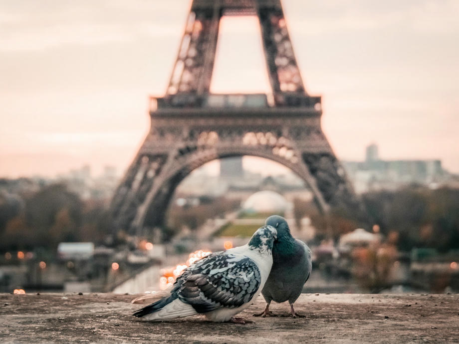 Paris, Tauben, Eiffelturm, Frankreich, Reise