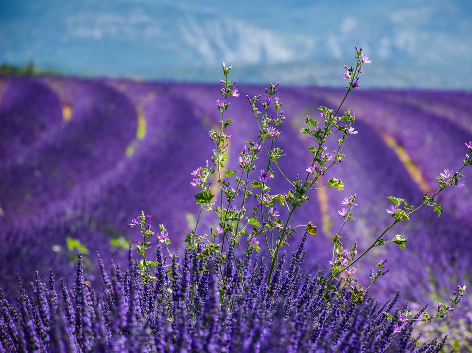Lavendel Frankreich, Provence Lavendel, Wetter Frankreich