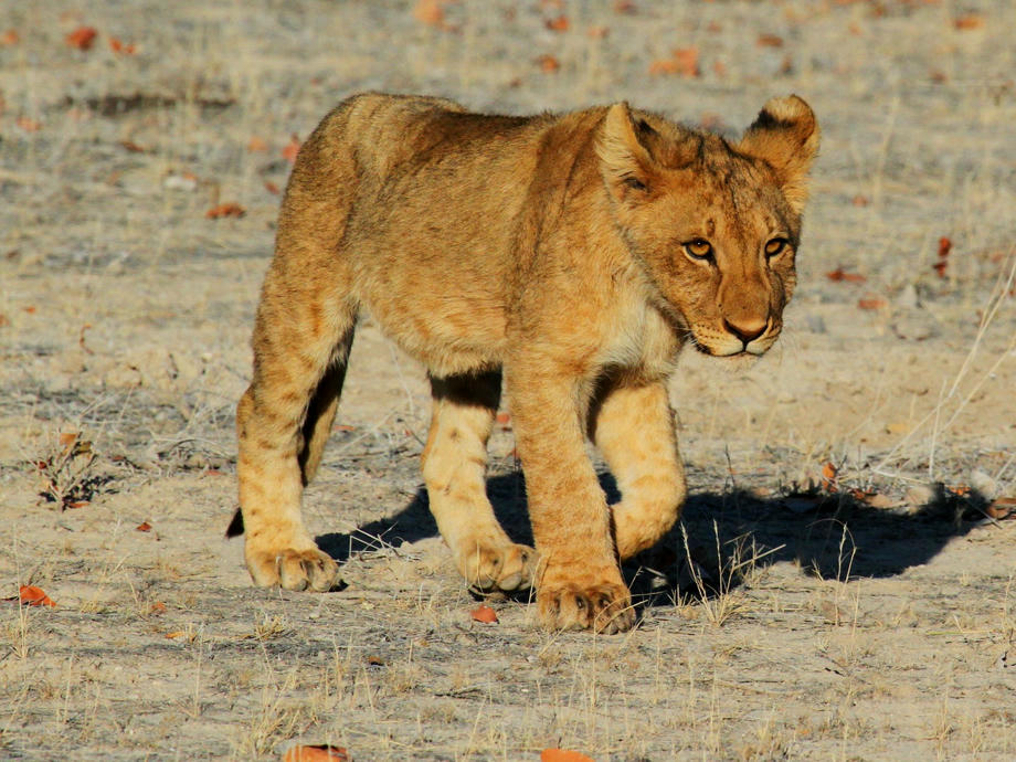Ein junger Löwe in der Steppe