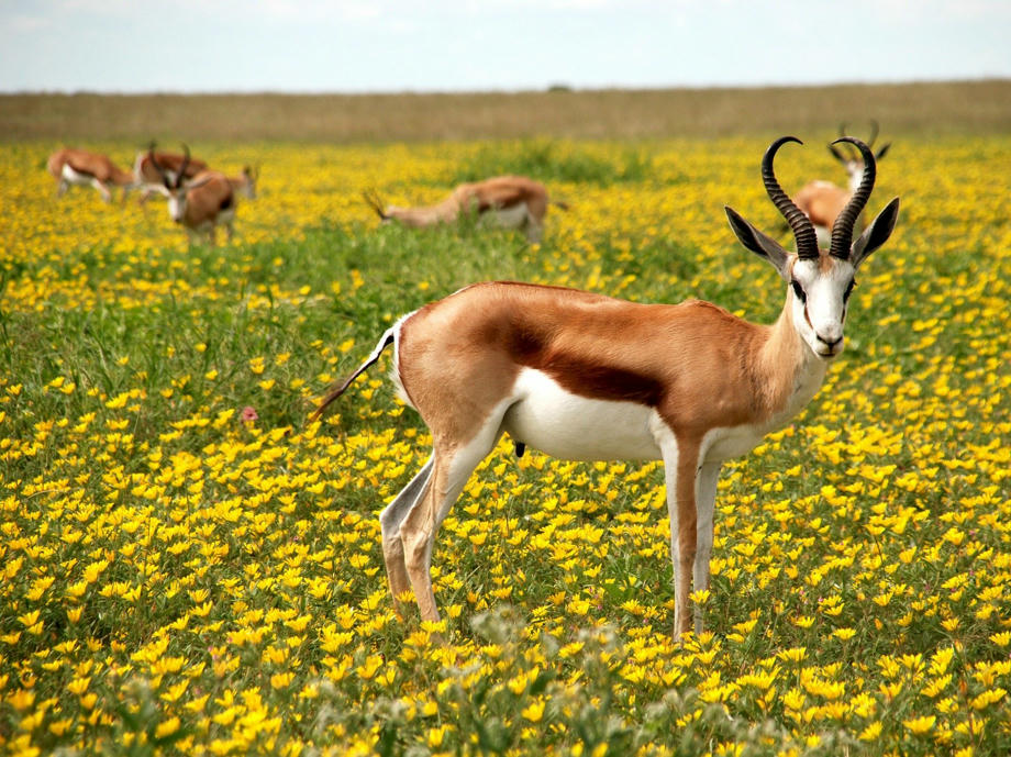 Antilopen, Blumenwiese, Sommer Namibia