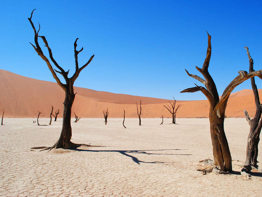 Deadvlei, Kameldornbäume, Namibwüste