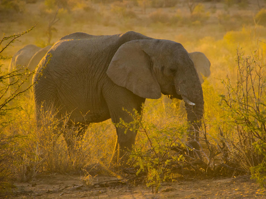 Elefant, Gelbe Wiese, Fauna Namibia