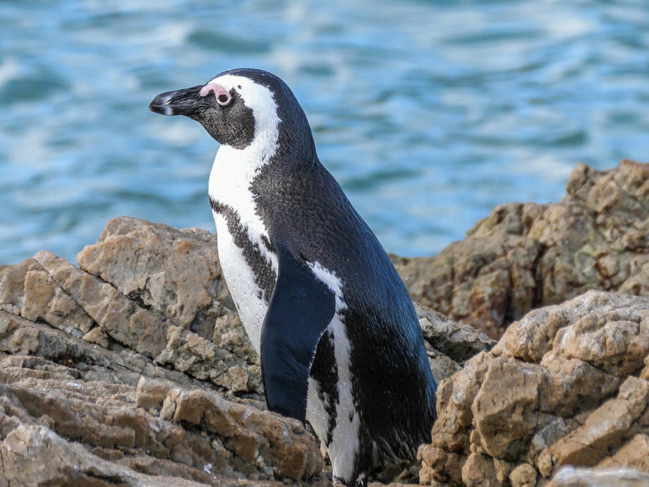 Pinguin, Felsen, Küste, Insel, Penguin Islands
