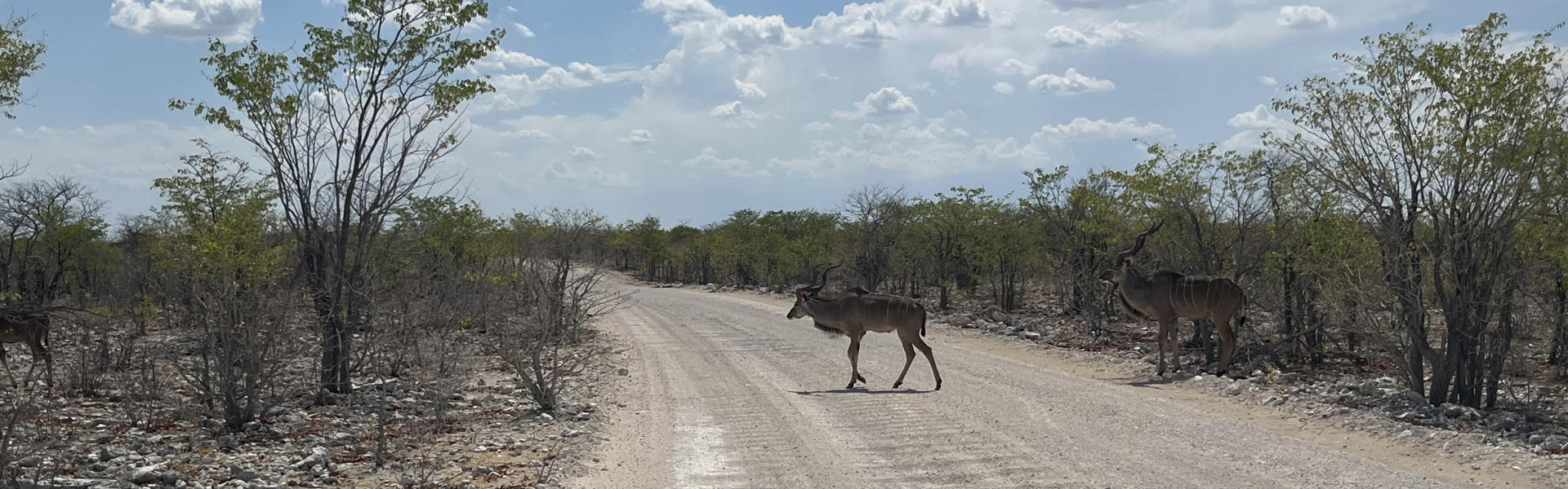 Antilopen in Namibia auf Straße ohne die Bush Villa von Africa on Wheels