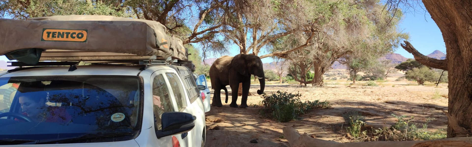 Der Budget Toyota Hilux 2 Pax von AfriCar Car Hire neben einem Elefanten geparkt in Namibia