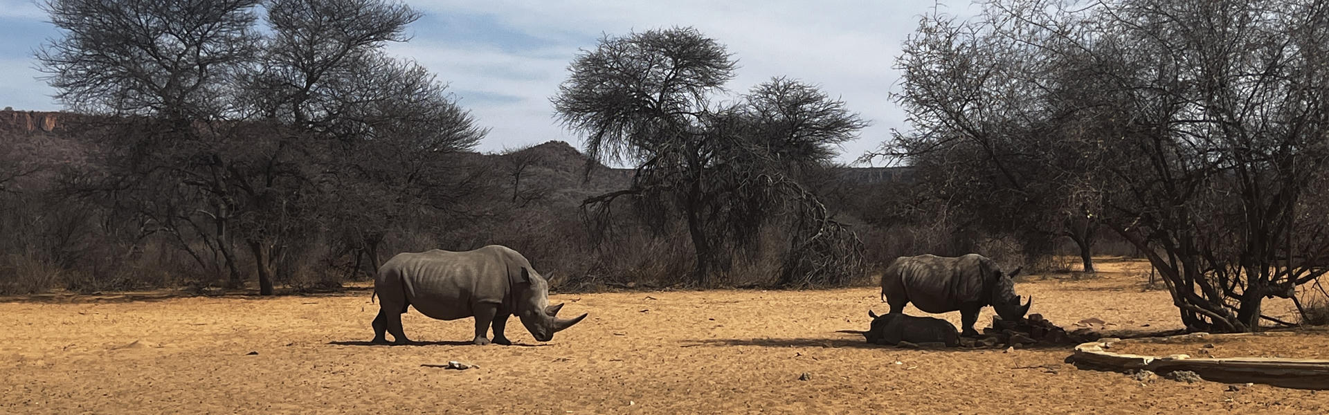 Bild von Nashörnern am Waterberg in Namibia ohne den STANDARD Isuzu D-Max 1.9D LX von Gracious Whisp Car Rentals