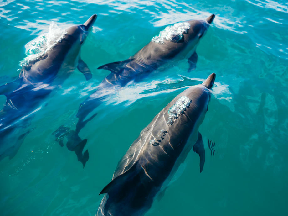 Delfine Neuseeland, Kaikoura