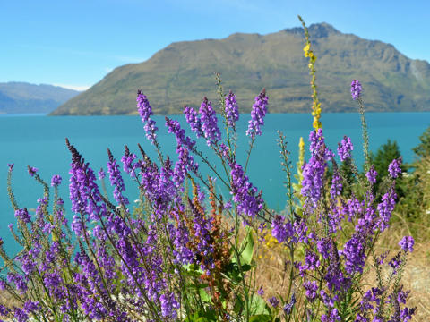 Lake Wanaka, Wandern Otago, Wandern Queenstown, Wandern Wanaka, 