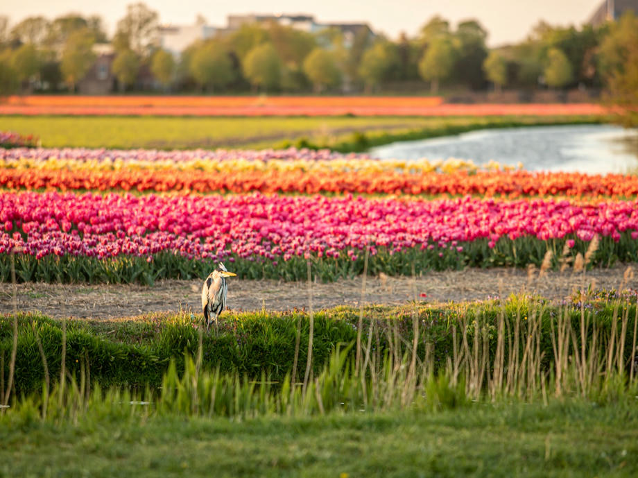 Blumen Niederlande