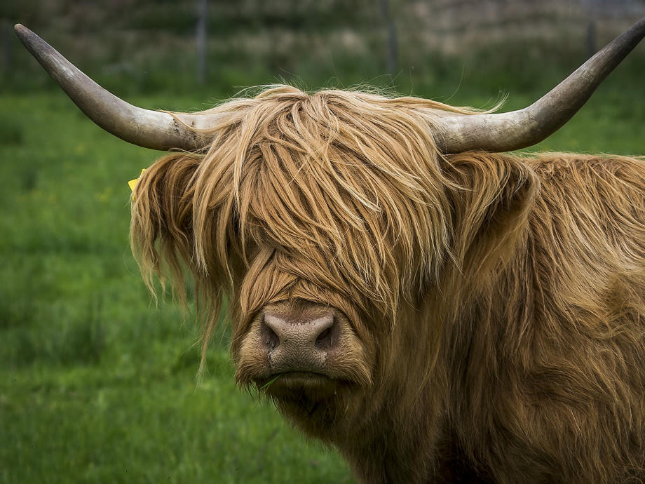 Highlandrind, Lowlands Schottland, Fauna Schottland