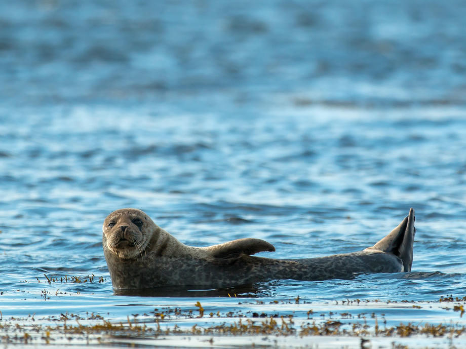 Robbe, Seehund, Schottland Tierwelt