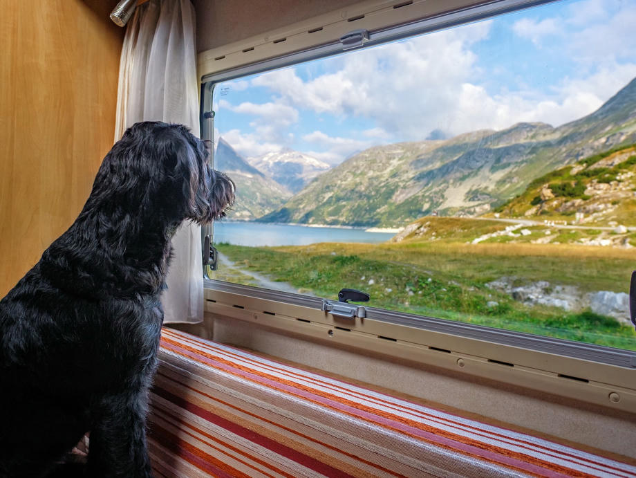 Hund blickt aus Fenster auf Berglandschaft
