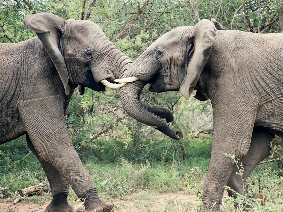 Zwei Elefanten kämpfen in Südafrika