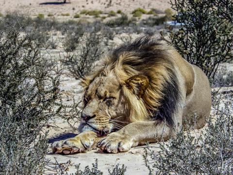 Löwe schläft in der Wüste Südafrikas