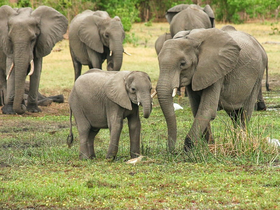 Elefanten, Big Five Südafrika