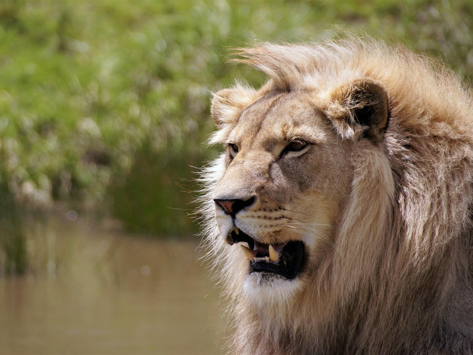 Löwen, Südafrika, Safari, Big Five