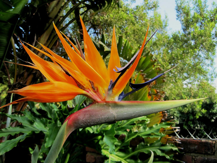 Paradiesvogelblume, Blüte, Gelb, Gold, Südafrika