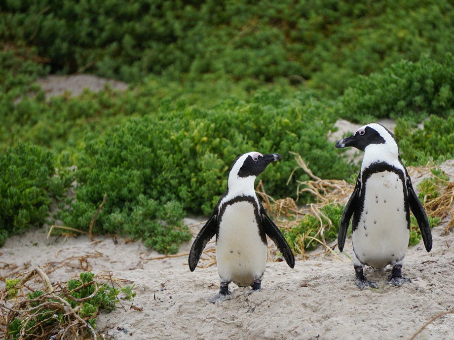 Pinguine, Südafrika, Strand
