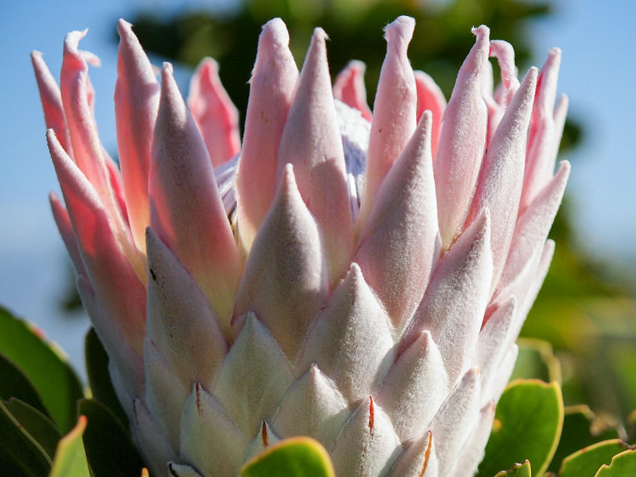 Protea, Blume, Kapflora, Südafrika Flora