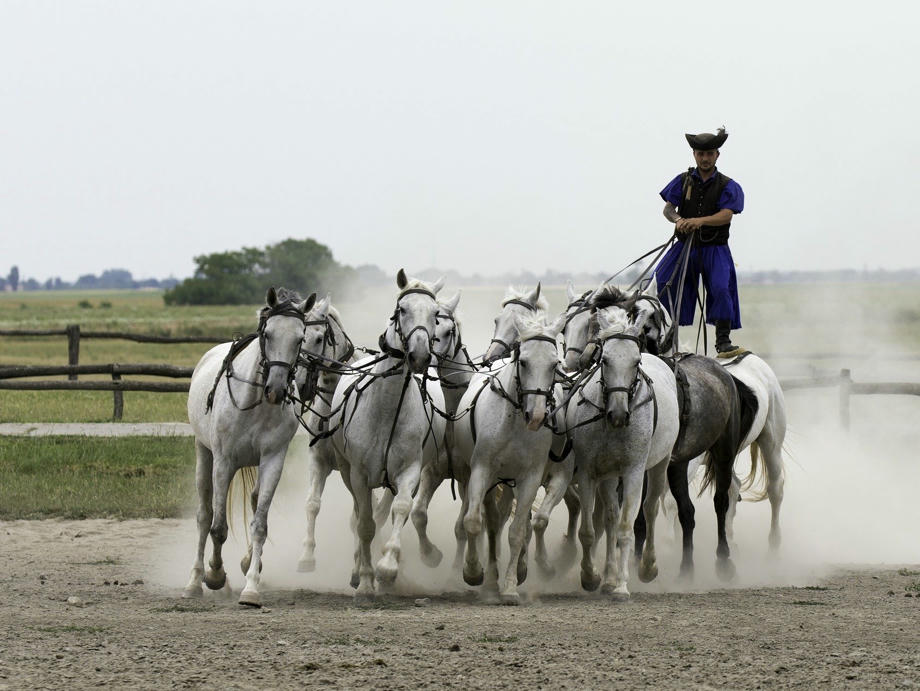 Mann reitet auf vielen weißen Pferden