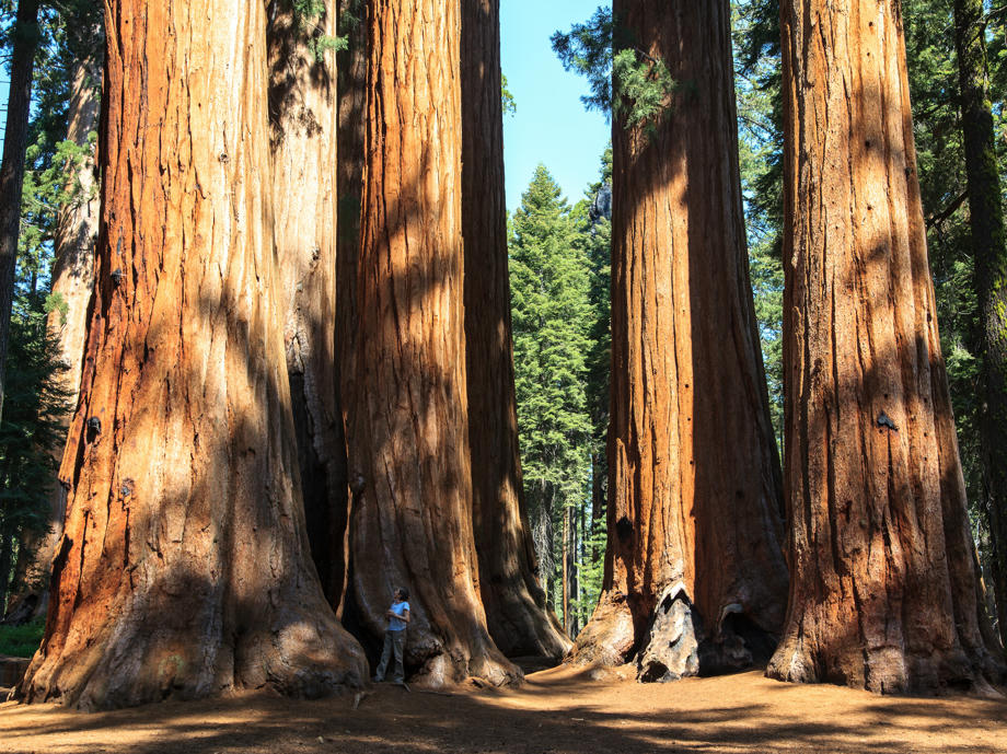Redwoods Nationalpark, USA Reisen, Kalifornien Wohnmobil
